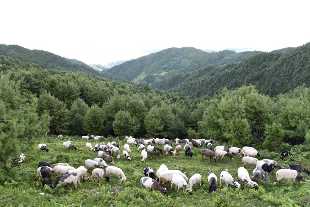 美丽健德清生态牧场图片