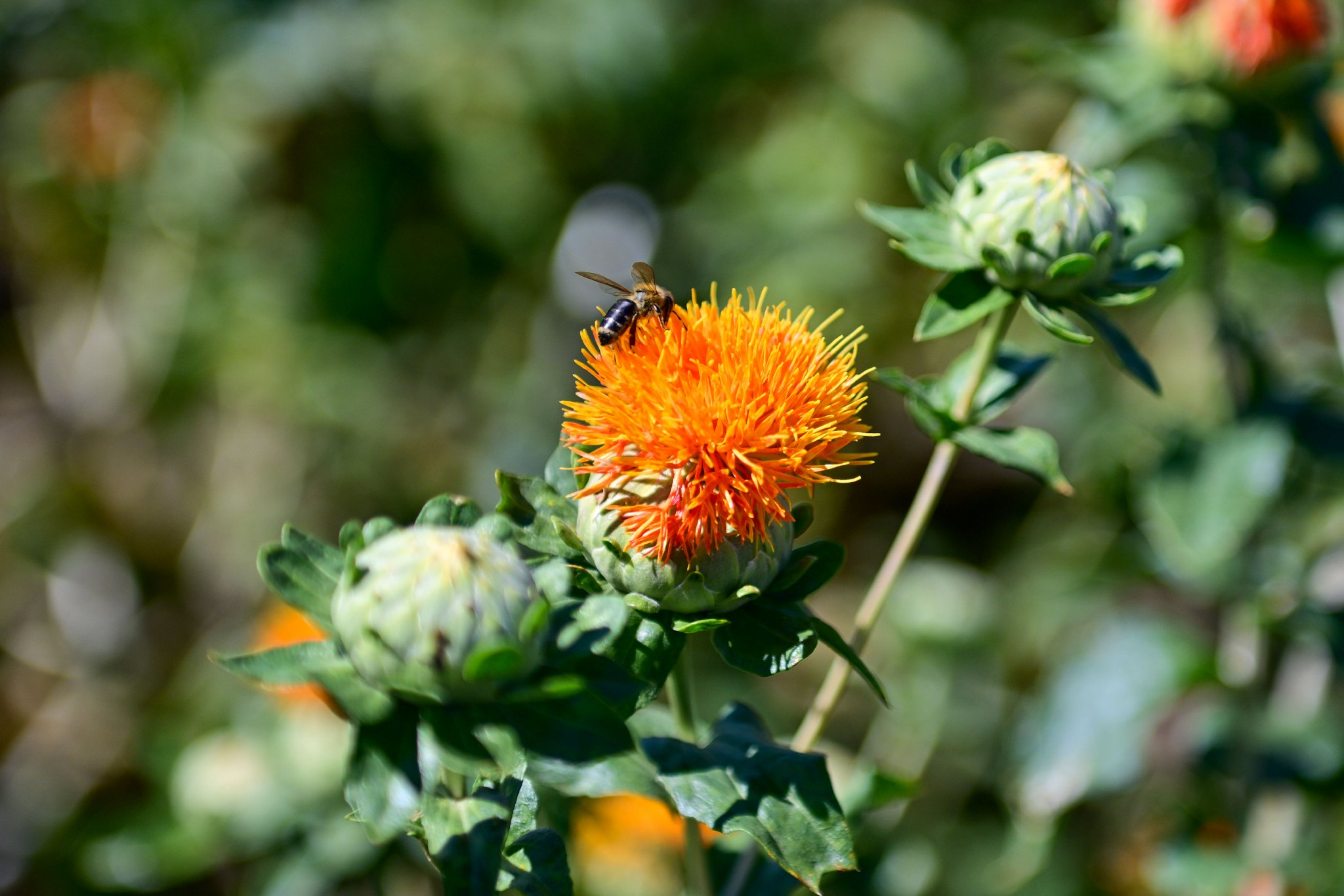 这是在新疆塔城地区裕民县巴尔鲁克山区红花种植区拍摄的红花(7月25日