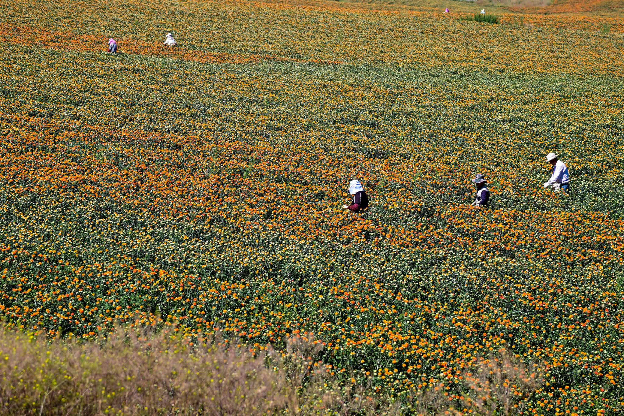 在新疆塔城地区裕民县巴尔鲁克山区红花种植区,工人在采摘红花丝(7月