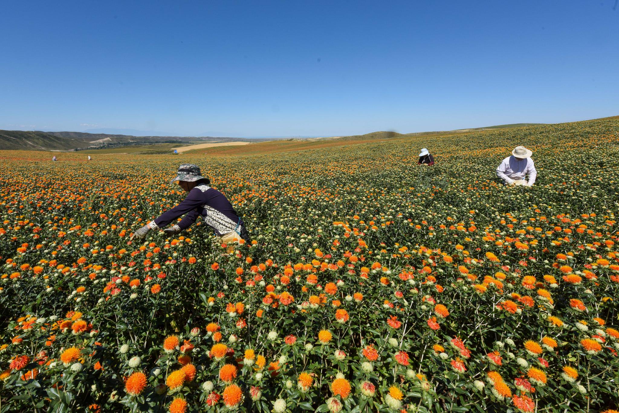 在新疆塔城地区裕民县巴尔鲁克山区红花种植区,工人在采摘红花丝(7月