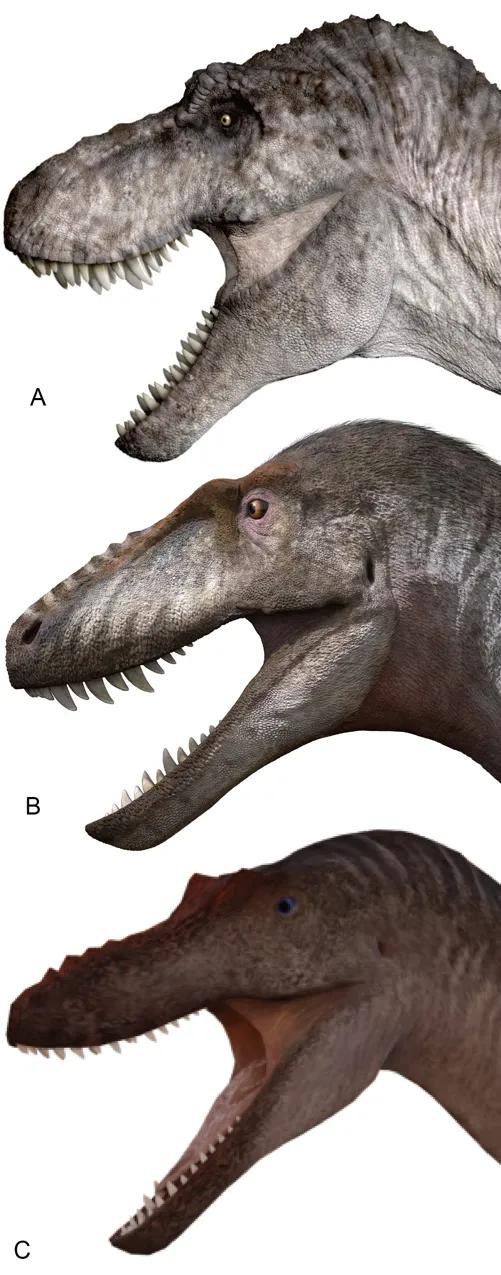 "徐氏亚洲暴龙"被发现|恐龙_新浪财经_新浪网