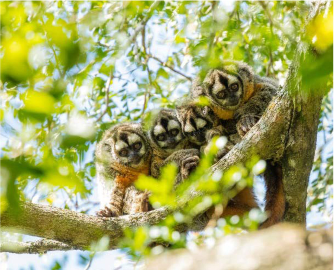 △ 阿氏夜猴（来源：E. White/Owl Monkey Project, Formosa, Argentina）