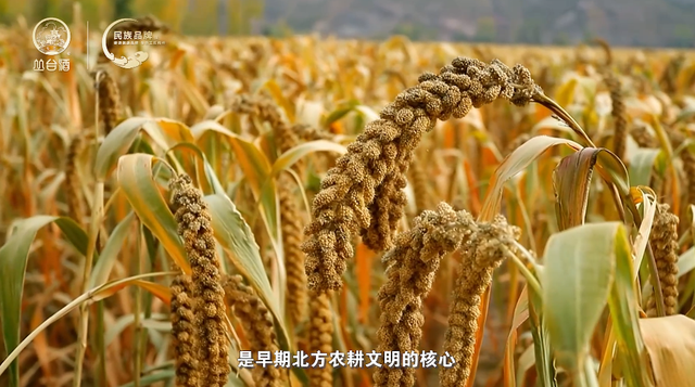 历史悠久的邯郸,是如何酿酒的?|邯郸市_新浪财经_新浪网