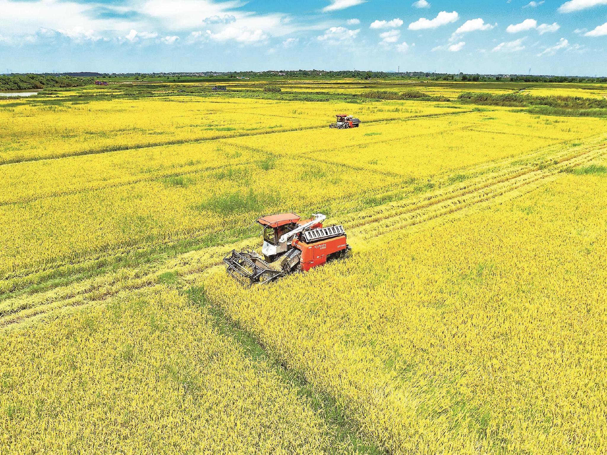 7月31日,在枞阳县浮山镇浮渡村,收割机正在稻田中作业.