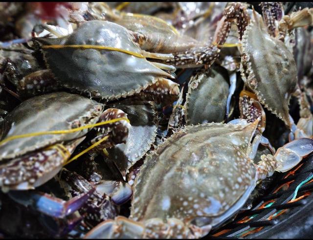 图:刚上岸的鲜活梭子蟹.