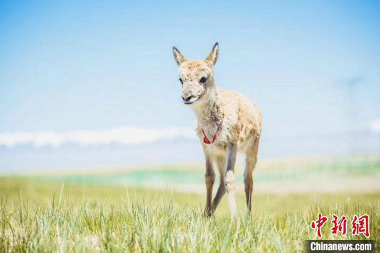 可可西里"藏羚羊幼儿园"迎来9只小藏羚羊