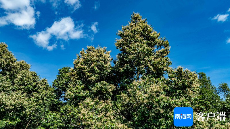 　　国家一级保护野生植物坡垒开花。刘孙谋 摄