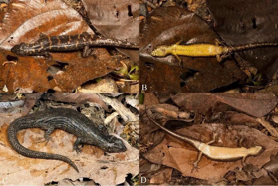 蜥蜴新物种 1 我国发现招龙棱蜥