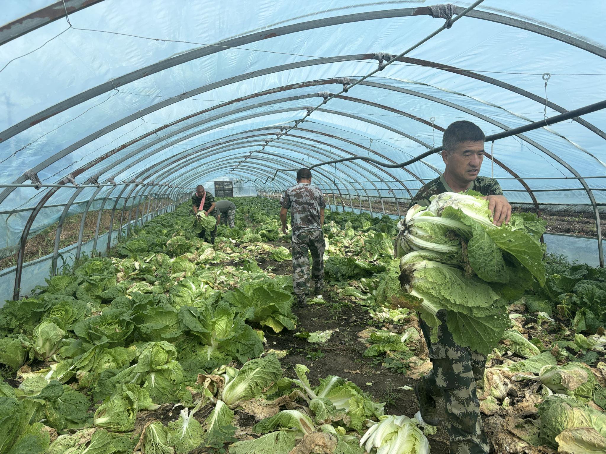 "羊肚菌 蔬菜"轮作 大棚增效又增收