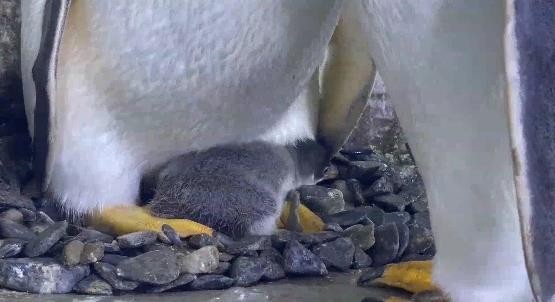 6只!西班牙海洋馆"企鹅家族"添新丁