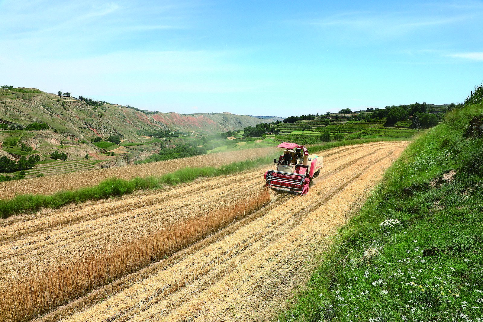 夏粮收割现场.通讯员 石延寿 摄