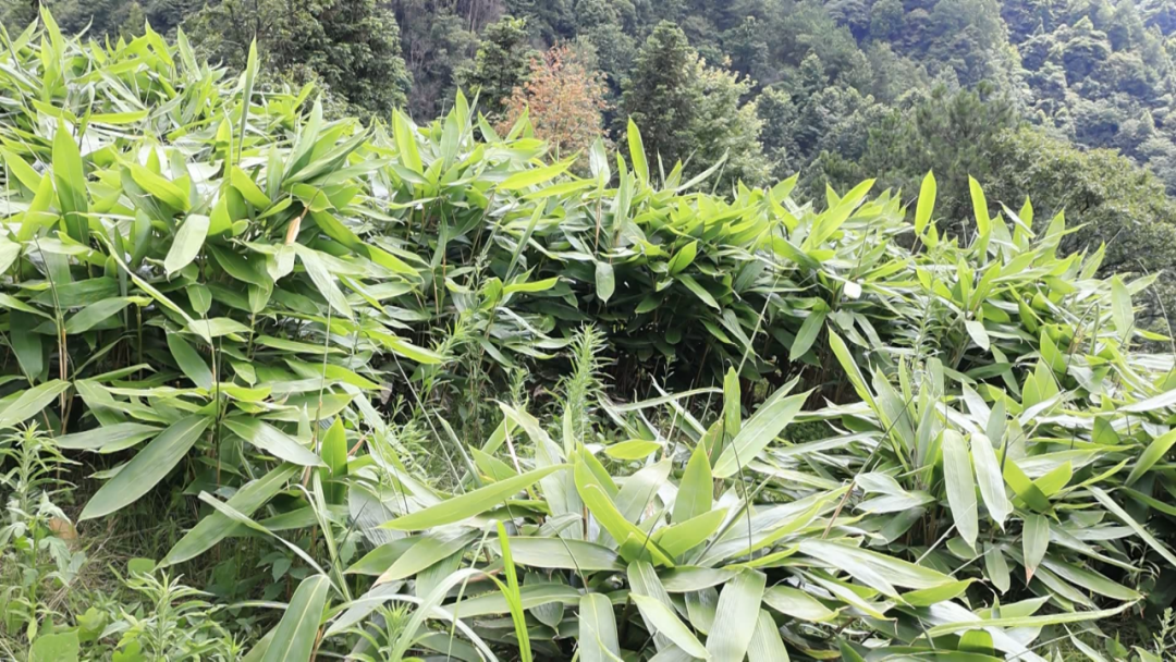 长势旺盛的粽叶粽叶采摘走进平关村的粽叶种植基地,满眼的青翠粽叶