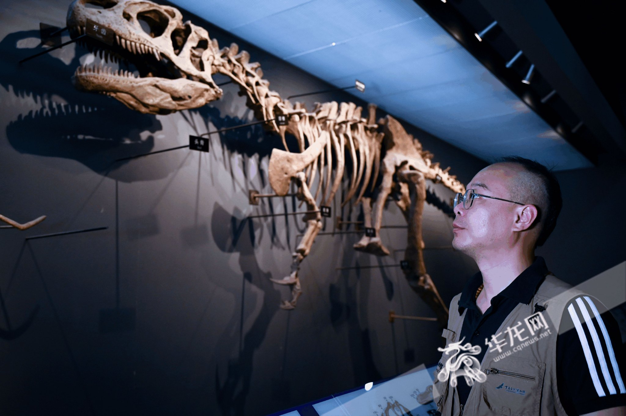 曾焱垚在重庆自然博物馆内巡护已修复的恐龙化石.