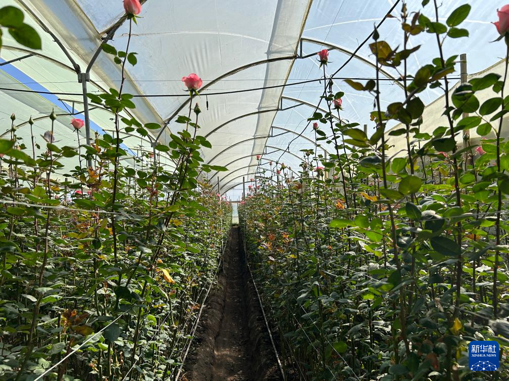 这是8月7日在厄瓜多尔卡扬贝市埃米亚纳公司园区内拍摄的玫瑰种植大棚