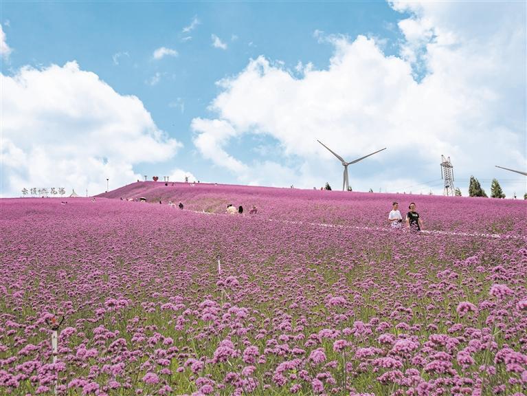 云顶花海进入盛花期