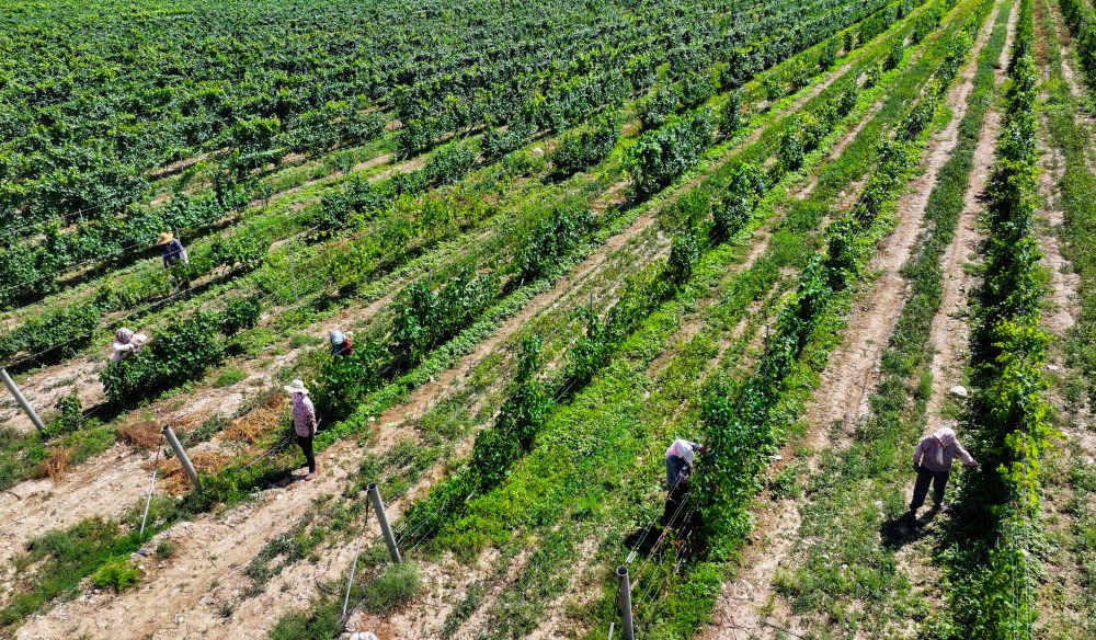 工人在贺兰山下的酿酒葡萄种植基地打理葡萄藤(8月7日摄,无人机照片).