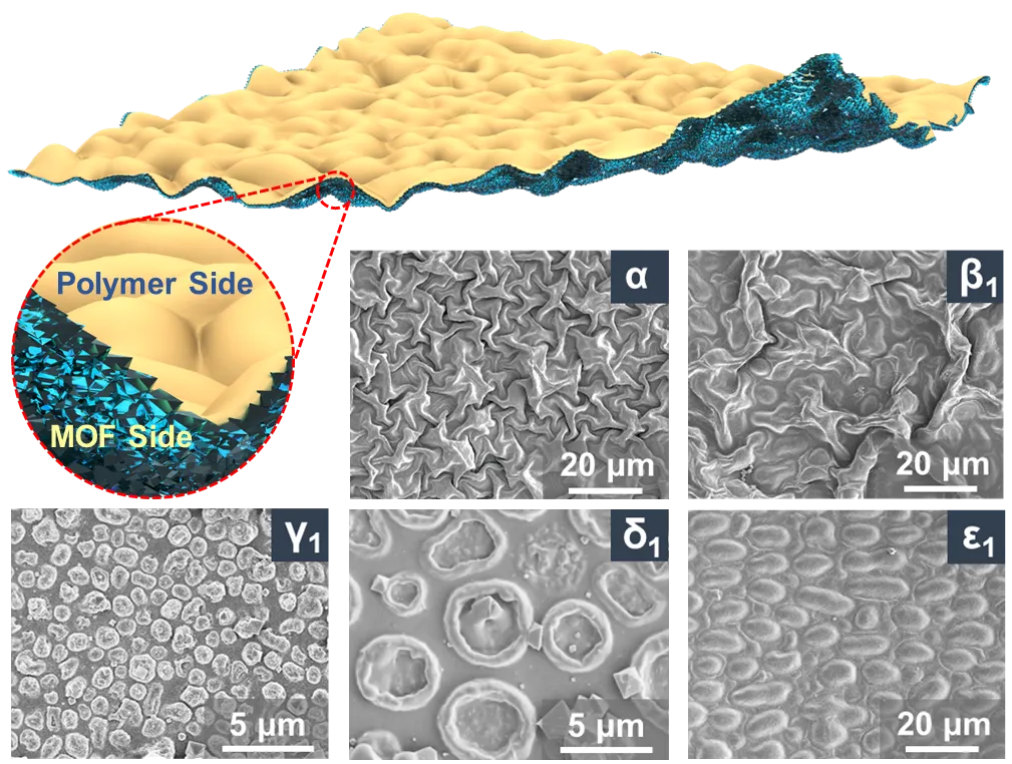 ▲ 通过“反应-扩散”调控在褶皱 MOF 薄膜中获得形态各异的图灵图案