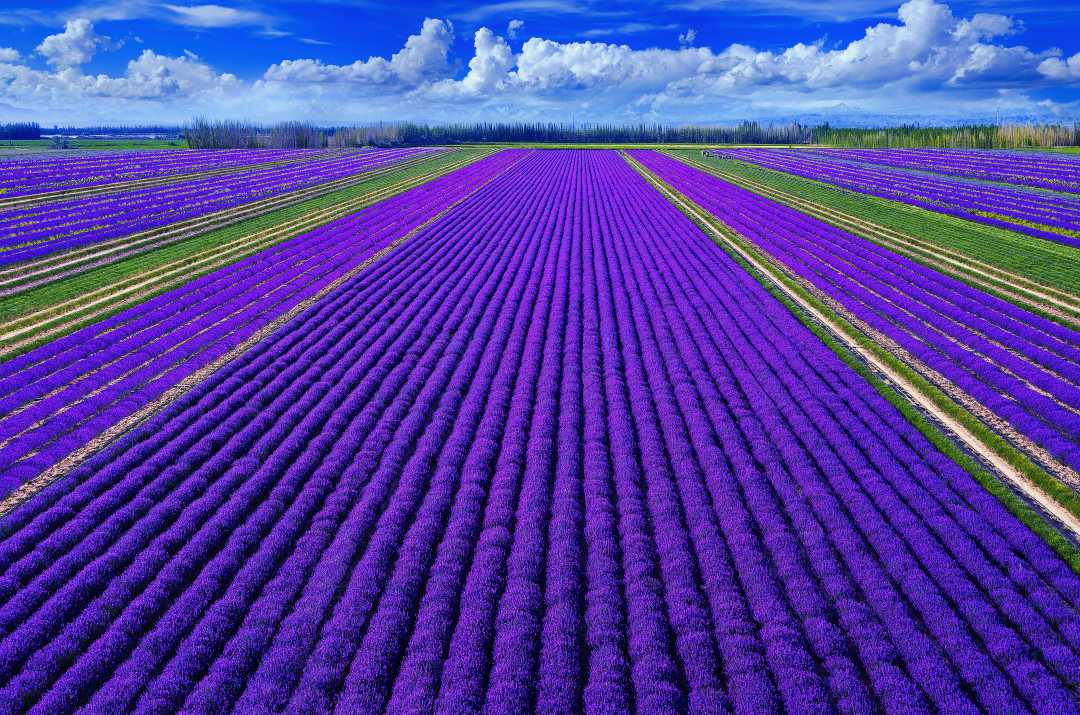 新疆生产建设兵团第四师可克达拉市的薰衣草花田.王新平摄(中经视觉)