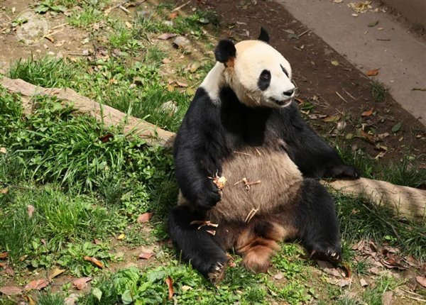 圖自：中國大熊貓保護研究中心