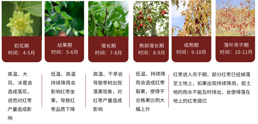 数据来源：郑商所，大地期货研究院