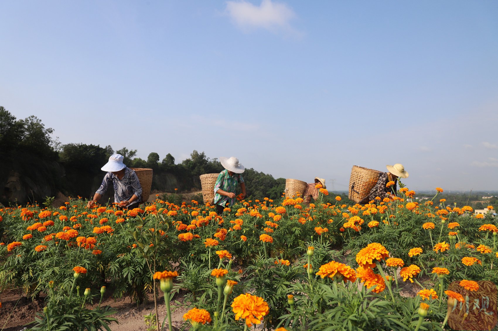 位于云锦镇的万寿菊种植基地.