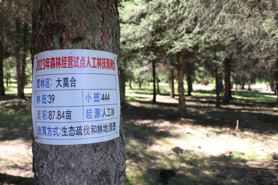 新疆伊犁:森林可持续经营显实效|新疆_新浪财经_新浪网