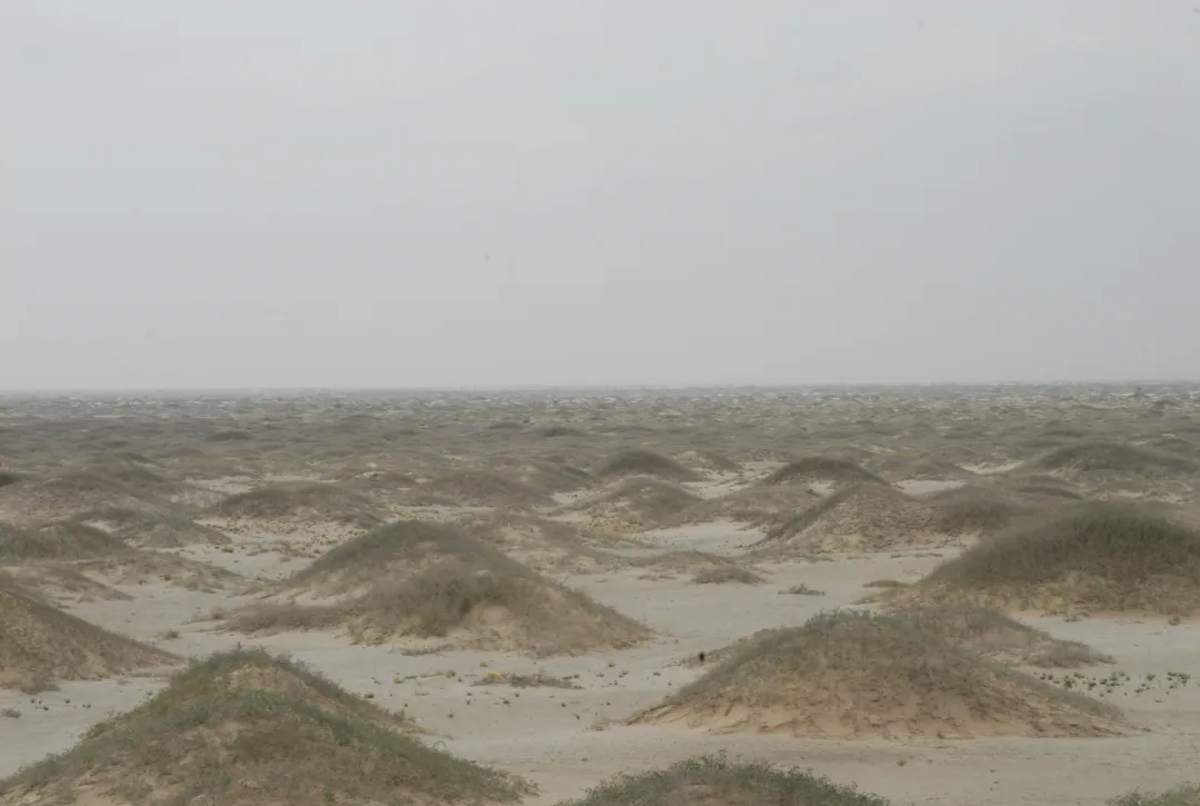 干涸的青土湖.民勤县委宣传部供图