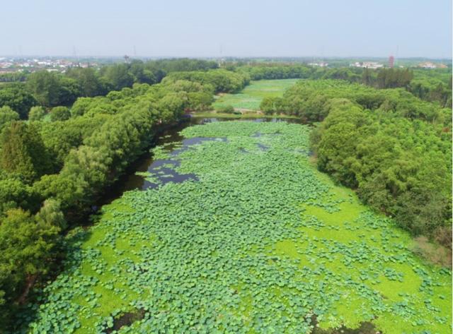 进入九洲生态涵养林,首先映入眼帘的是一大片荷塘,荷塘及其背后的林地