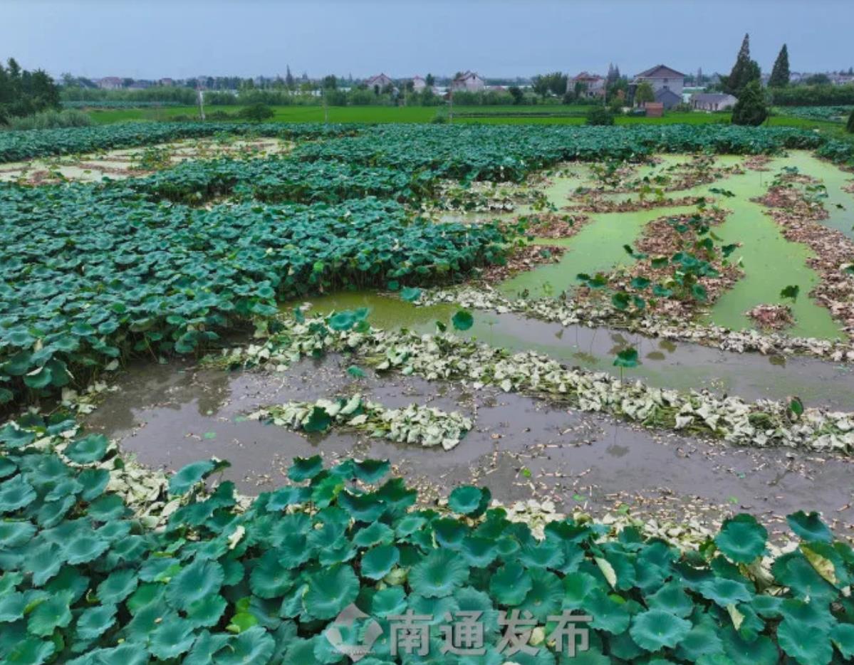 根茎一般长在莲藕的"尾椎"上,采摘时,需要先拔掉过长的荷叶,再顺着