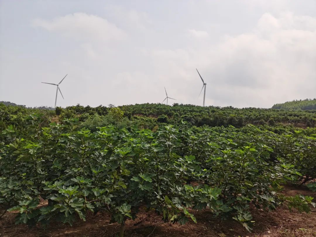 山东威海青皮无花果,软糯香甜,一咬流蜜,一年只能吃2次!