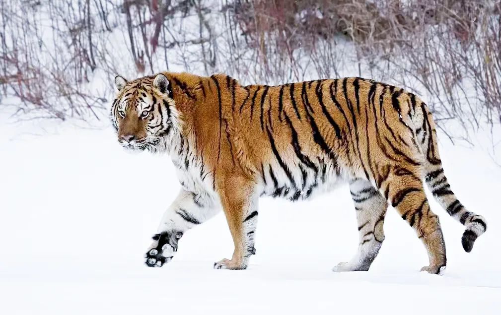 来延边,赴一场朝鲜族风情的甜美邂逅