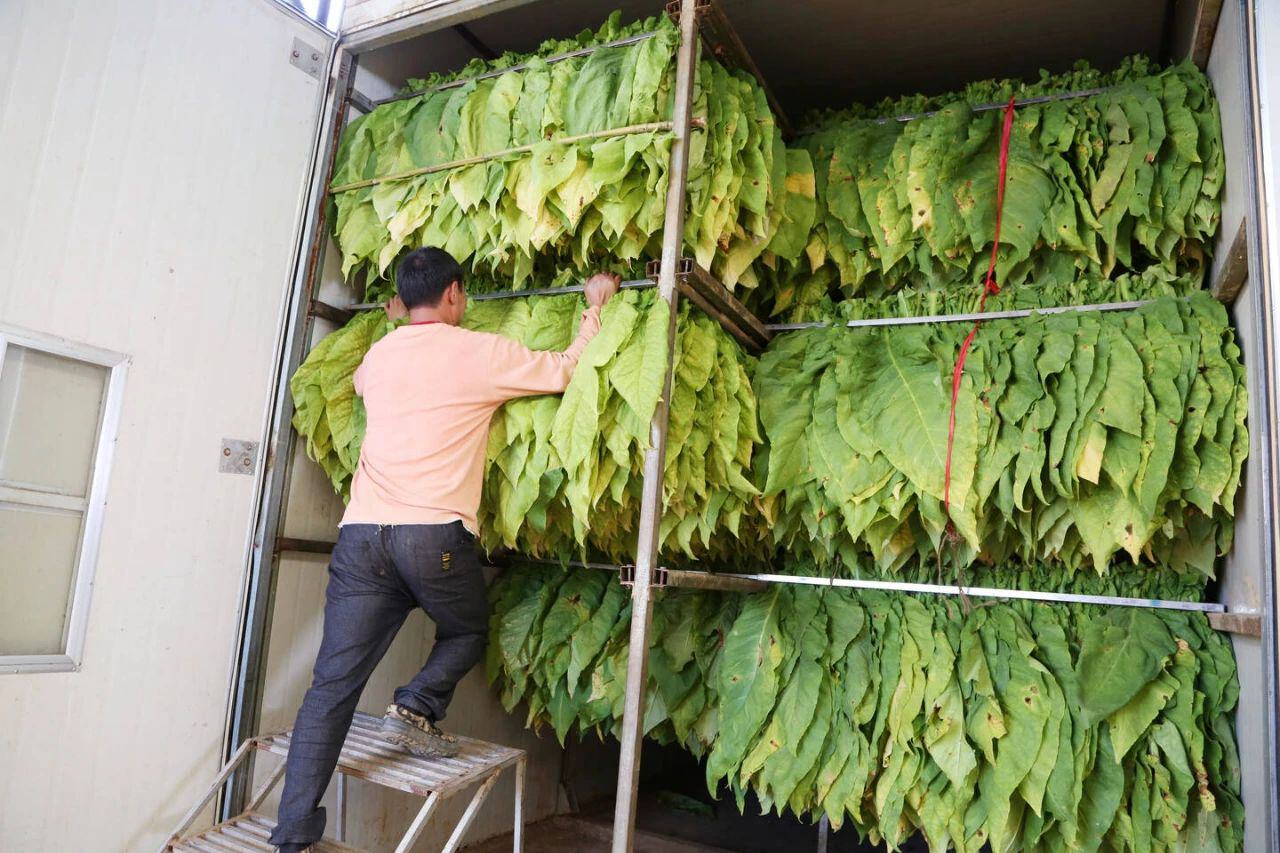 丽江古城区七河镇9000余亩烤烟进入采烤期