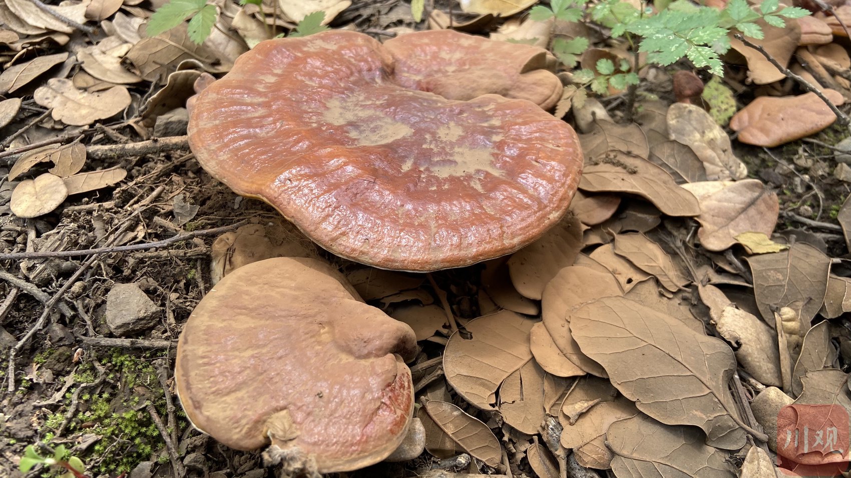 在林芝,采灵芝丨向云端
