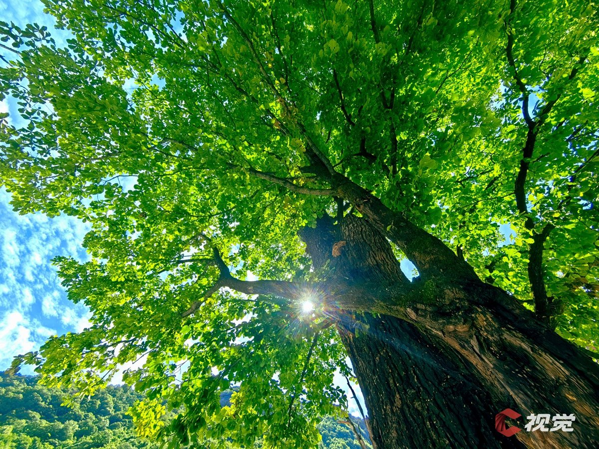 c视觉︱阿坝黑水:古树保护进行时 守护绿色印记