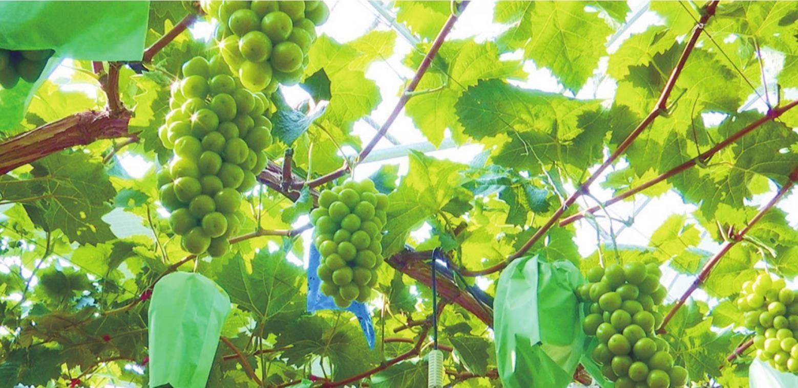 摄本报讯 通讯员刘佳栗 记者杨晴雨报道 8月20日记者了解到,绥中县小