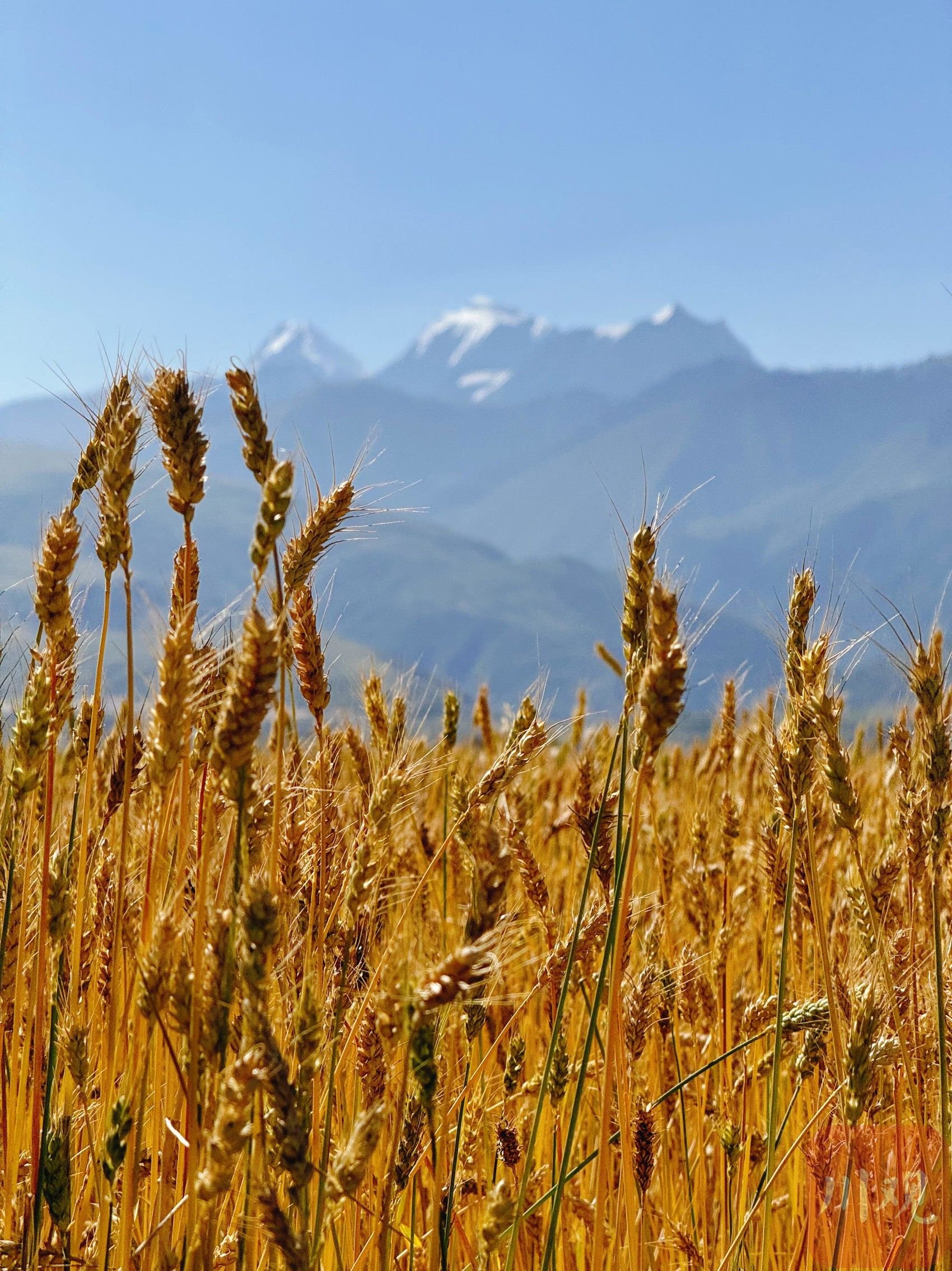 c视频丨风吹麦浪 遇见国道317的百里青稞画廊丨向云端