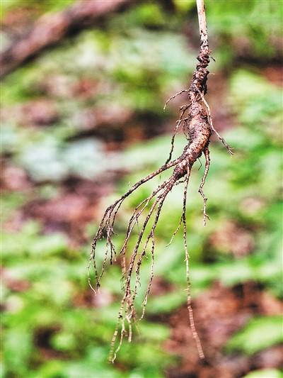 长白山上话人参(道地药材巡礼·吉林篇)