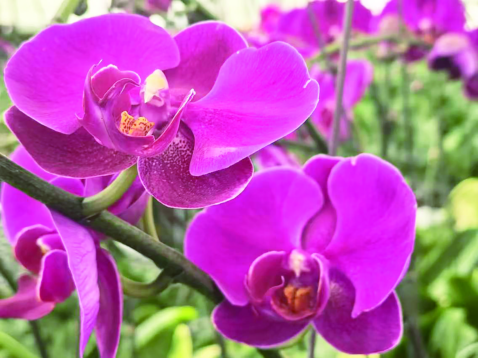 通讯员 李玉峰 摄本报海东讯 (记者 陈俊 牛玉娇 王玉莹) 8月26日