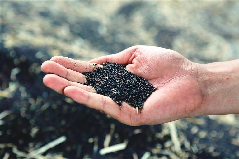 陕西省杂交油菜研究中心示范推广的油菜种子(资料照片).