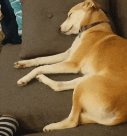 研究人员还列举了其他研究，用于支持这一观点。