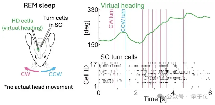 为了证明上丘活动与虚拟头部转动之间的因果关系，研究人员使用河豚毒素（TTX）药物阻断了小鼠右侧上丘的活动。