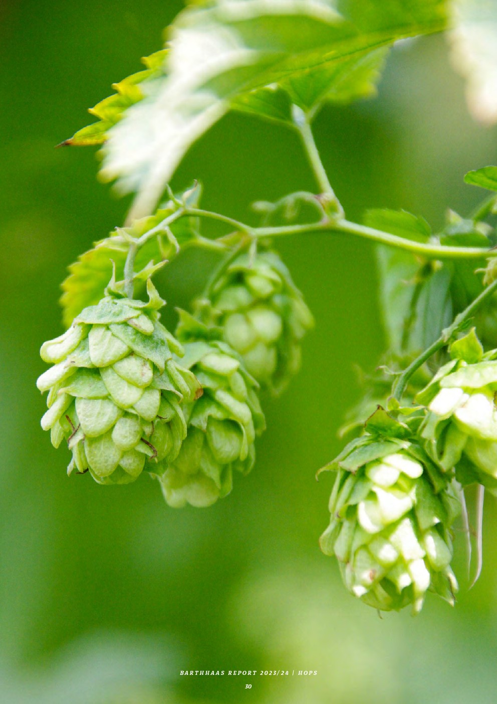 barthhaas:2023-2024年啤酒花种植报告