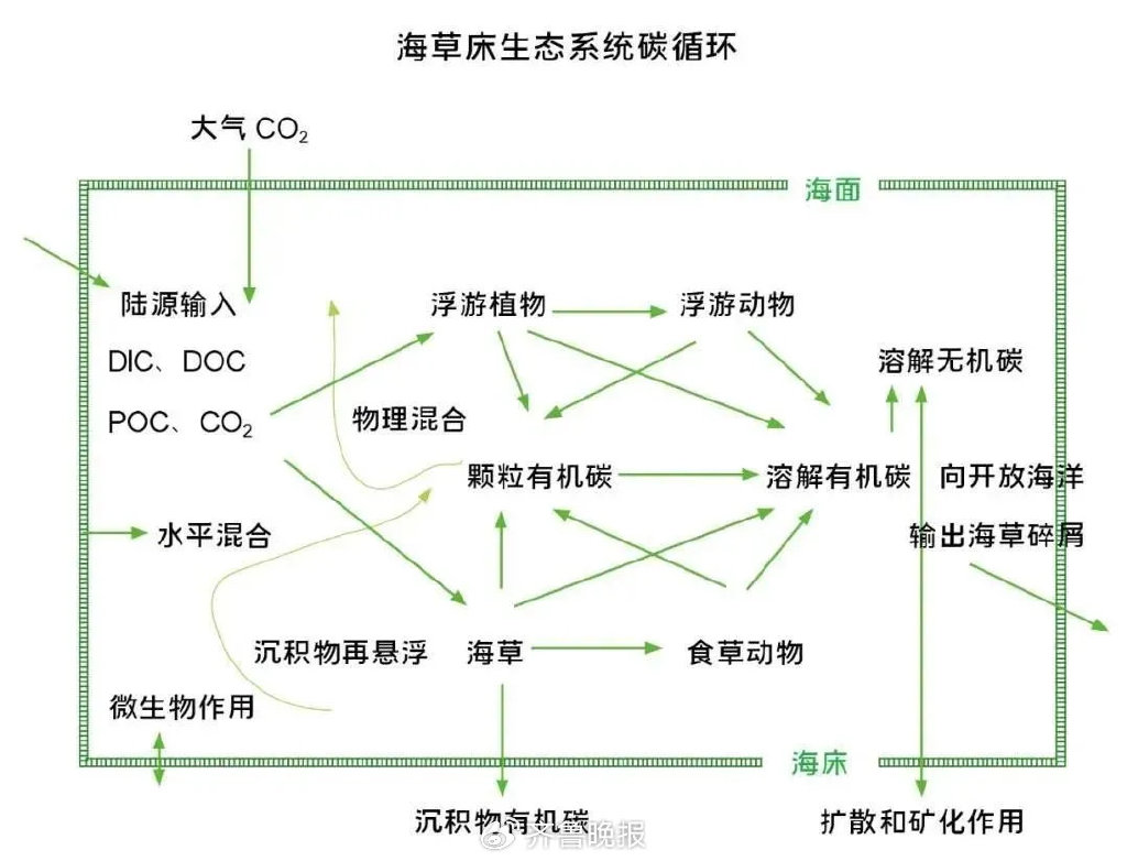 海草床生态系统碳循环 示意图