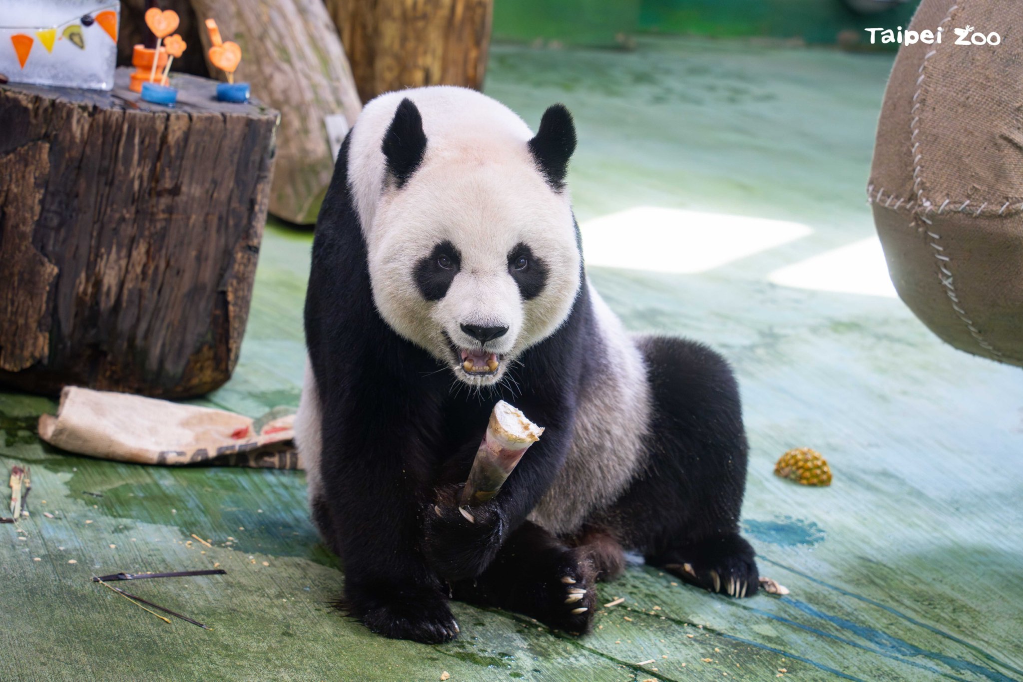 20岁啦!大陆赠台大熊猫"圆圆"台北庆生
