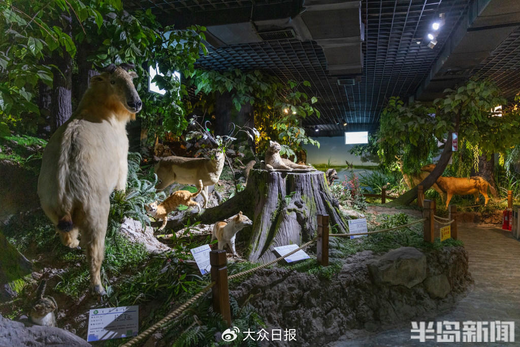 动物王国标本天堂青岛这所高校博物馆获评国家二级