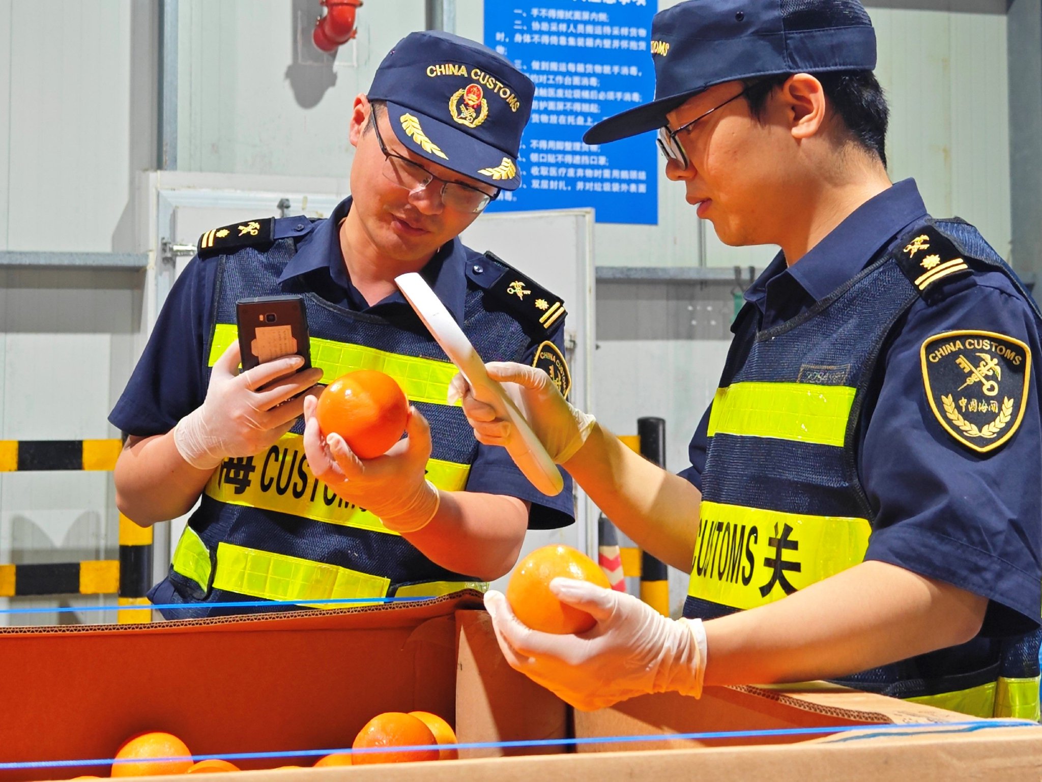 图为上海海关关员对来自南非的葡萄柚开展查验.陈新摄
