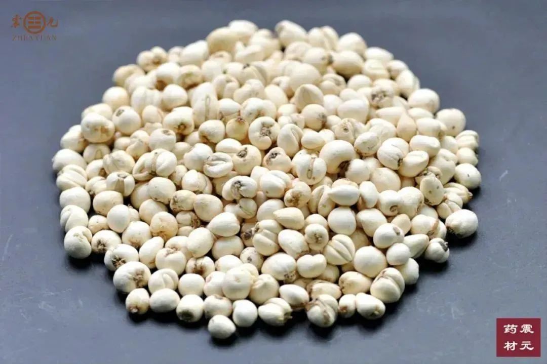 震元良药 | 精制饮片②川贝母