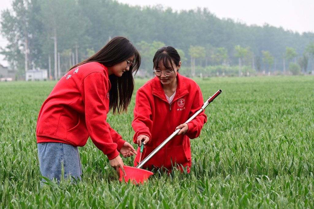 曲周科技小院学生在麦田中进行土壤取样。（资料片）中国农业大学曲周实验站供图