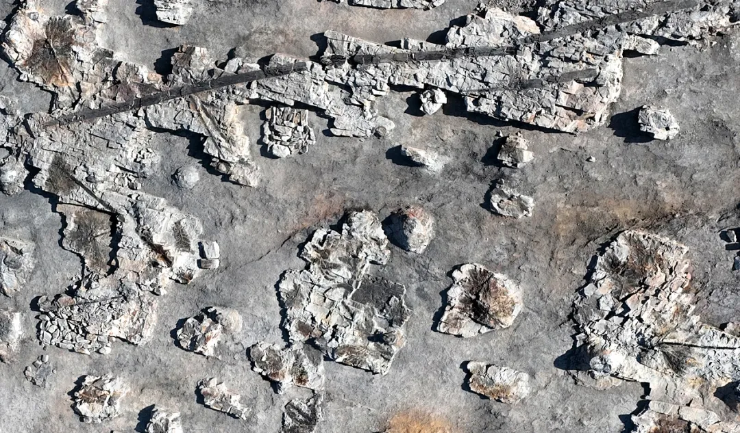 ▲植物庞贝城化石森林景观