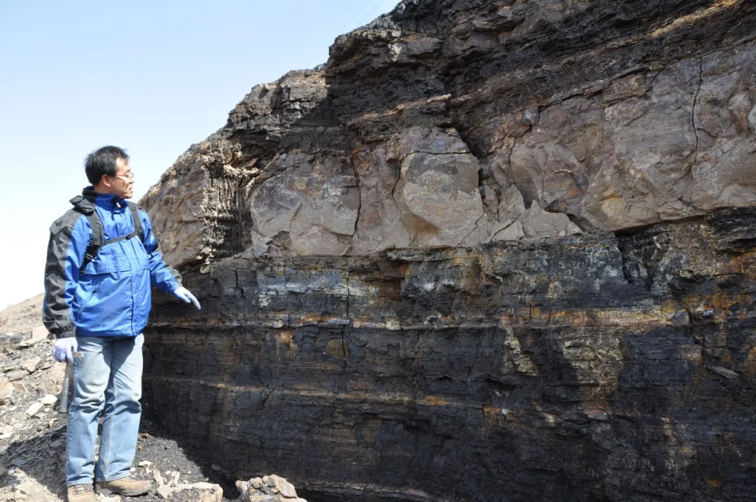 　▲王军研究员观察火山凝灰岩中的直立茎干